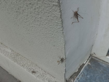 Саратовцы по всему городу наблюдают нашествие кузнечиков