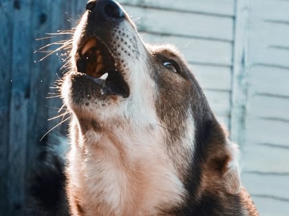 Бродячий пес укусил годовалую девочку. Заплатит районная администрация