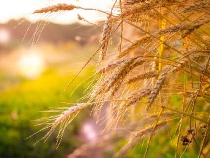 Производители зерновых культур смогут получить субсидию