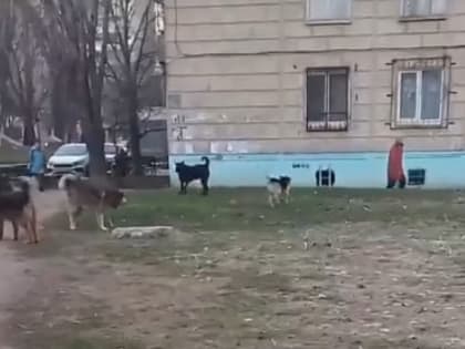 В Саратове 9-летнюю девочку укусила бродячая собака