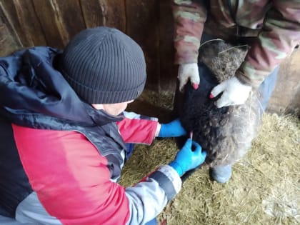 О ходе плановых весенних ветеринарных мероприятий