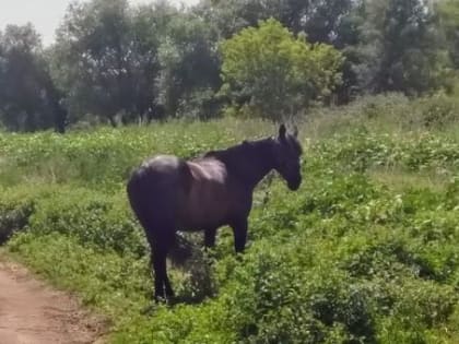 Уборочная кампания в Саратовской области достигает новых высот
