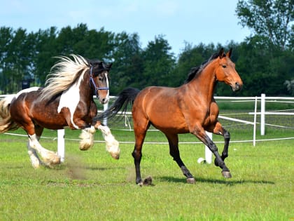 При исследовании на инфекционную анемию лошадей  получены отрицательные результаты