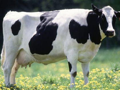 За оценку породистых телок саратовский минсельхоз заплатит 5 млн