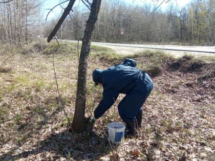 ГЛПС в Саратовской области: мышей травят безопасным для ежей и белок ядом
