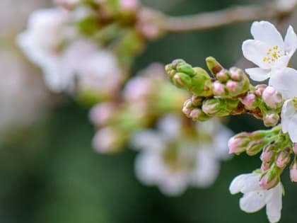 В Саратовской области прогнозируется теплый день с небольшим дождем