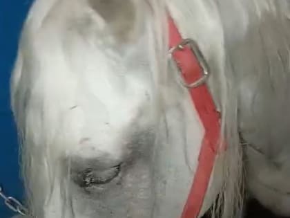 Перевозка лошадей через Саратовскую область завершена