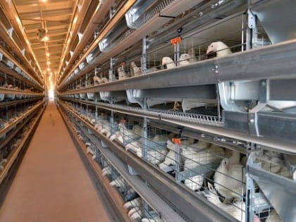 Утреннее чтиво: коронавирус был “учениями”, нормы жарки шашлыка упростят, Оззи Осборн навсегда ушел со сцены