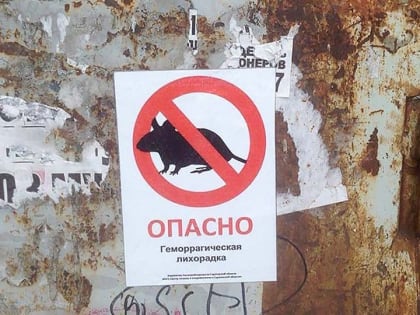 Не только Кумысная поляна: в области может осложниться ситуация с мышиной лихорадкой