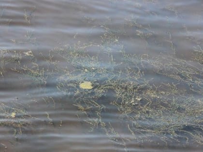 В саратовском пруду нашли неизвестного утопленника