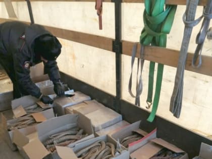 Из Саратова в Элисту: рога краснокнижного сайгака задержали под Волгоградом