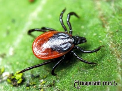 Аткарчанам ответят на вопросы о передающихся клещами инфекциях