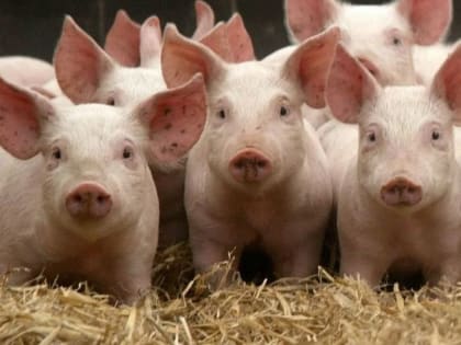 Антитела к вирусу АЧС не обнаружены