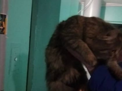 Спасатели достали застрявшего в вентиляционной шахте кота