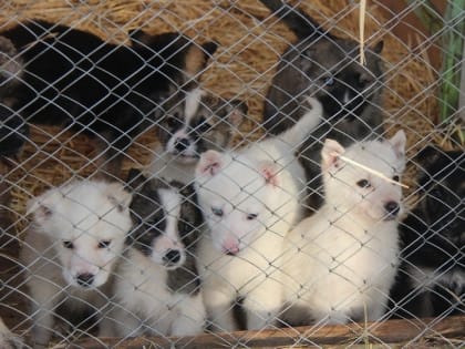 В Заводском районе за 8,3 млн расширят приют для бездомных собак