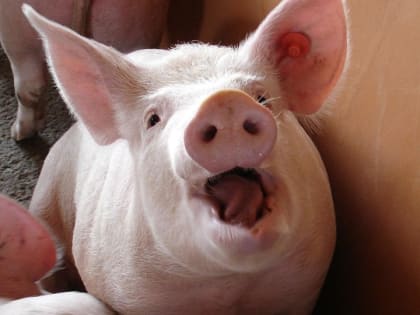 В магазине Саратова отменили карантин по АЧС