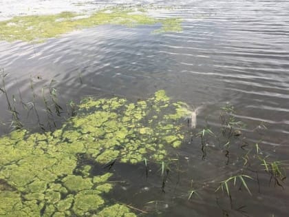 Отдыхающие нашли в саратовской реке тело молодого мужчины
