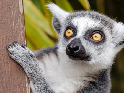 В центре Саратова без лицензии работал зоопарк. Его владелицу оштрафовали