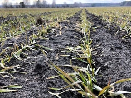 Гибель озимых. В Саратовской области власти отменили режим ЧС