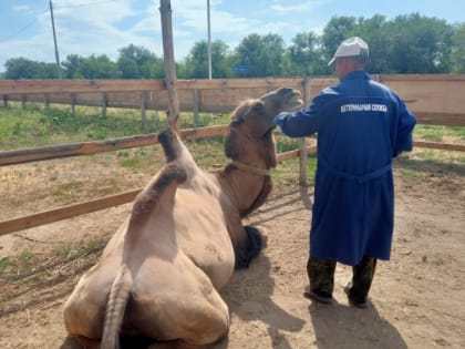 Вакцинация против ящура в Саратовской области