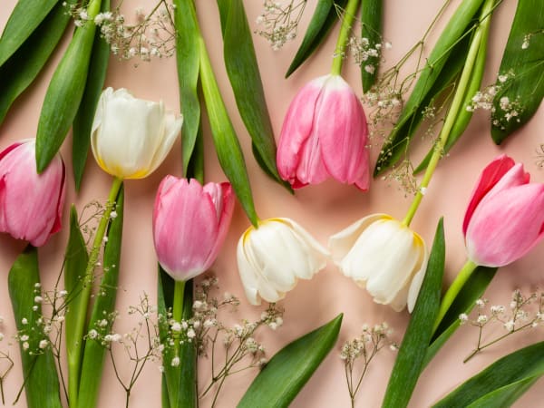 Как ухаживать за тюльпанами?