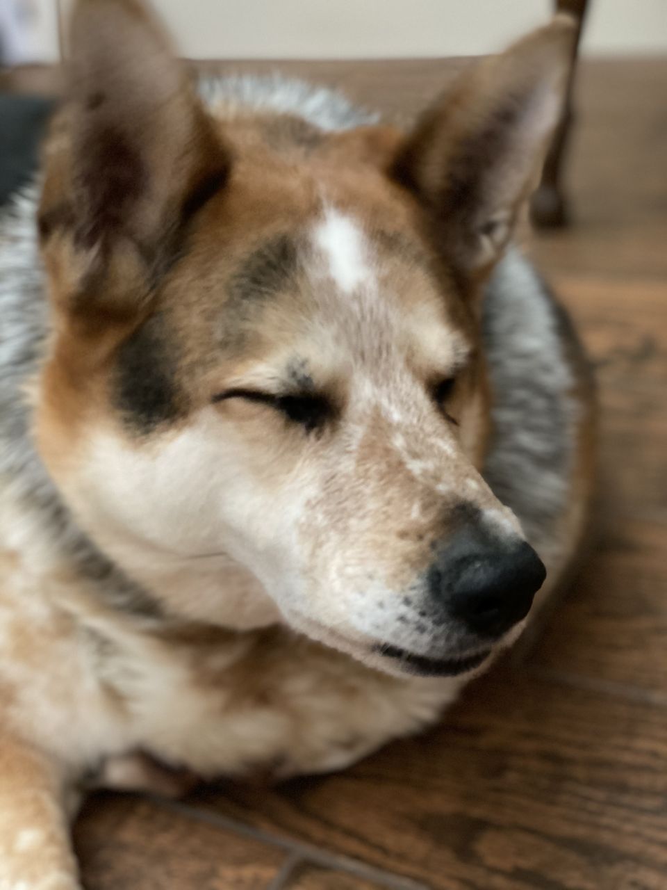 image of a good good boy.