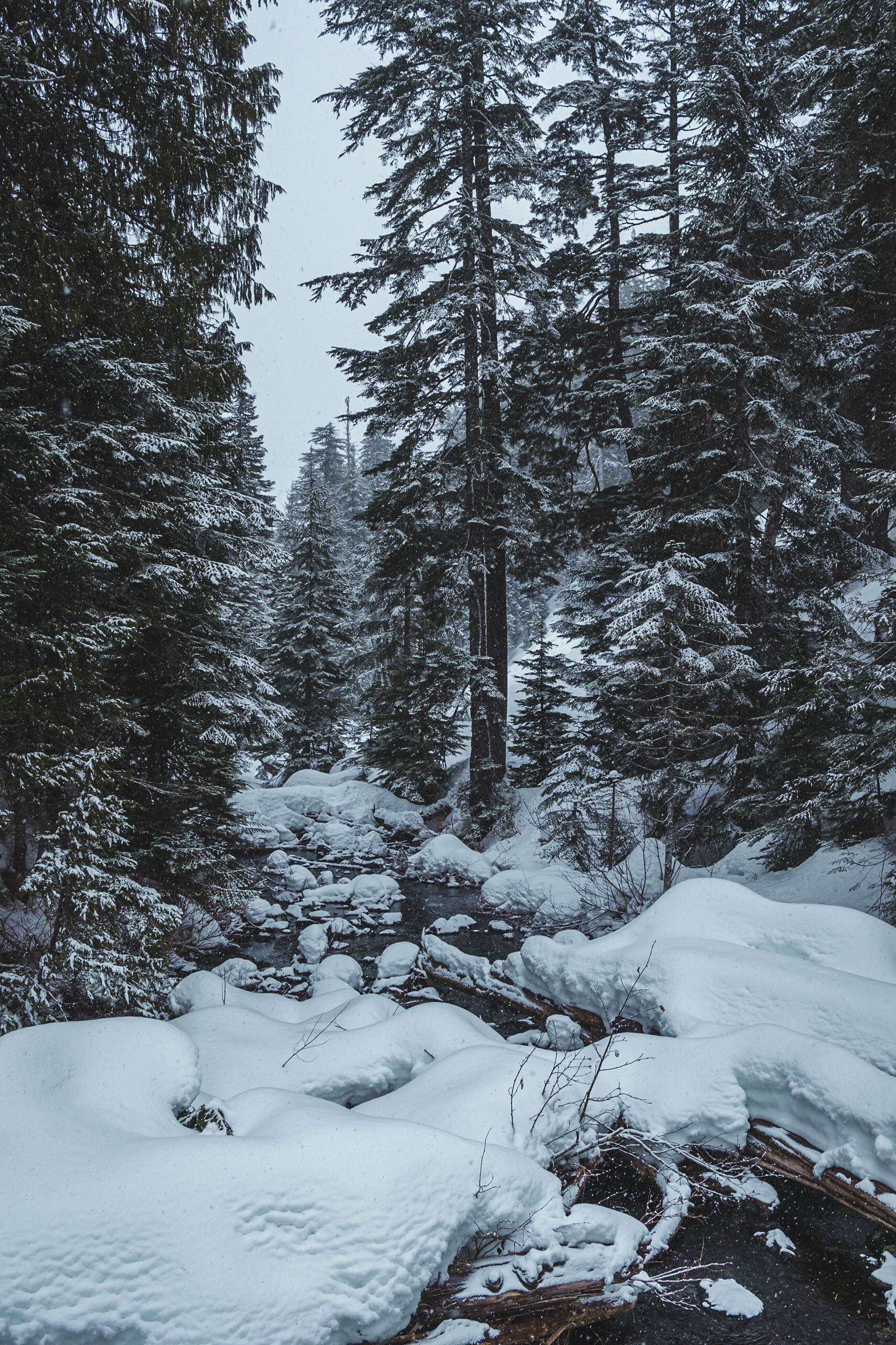Snowy Woods