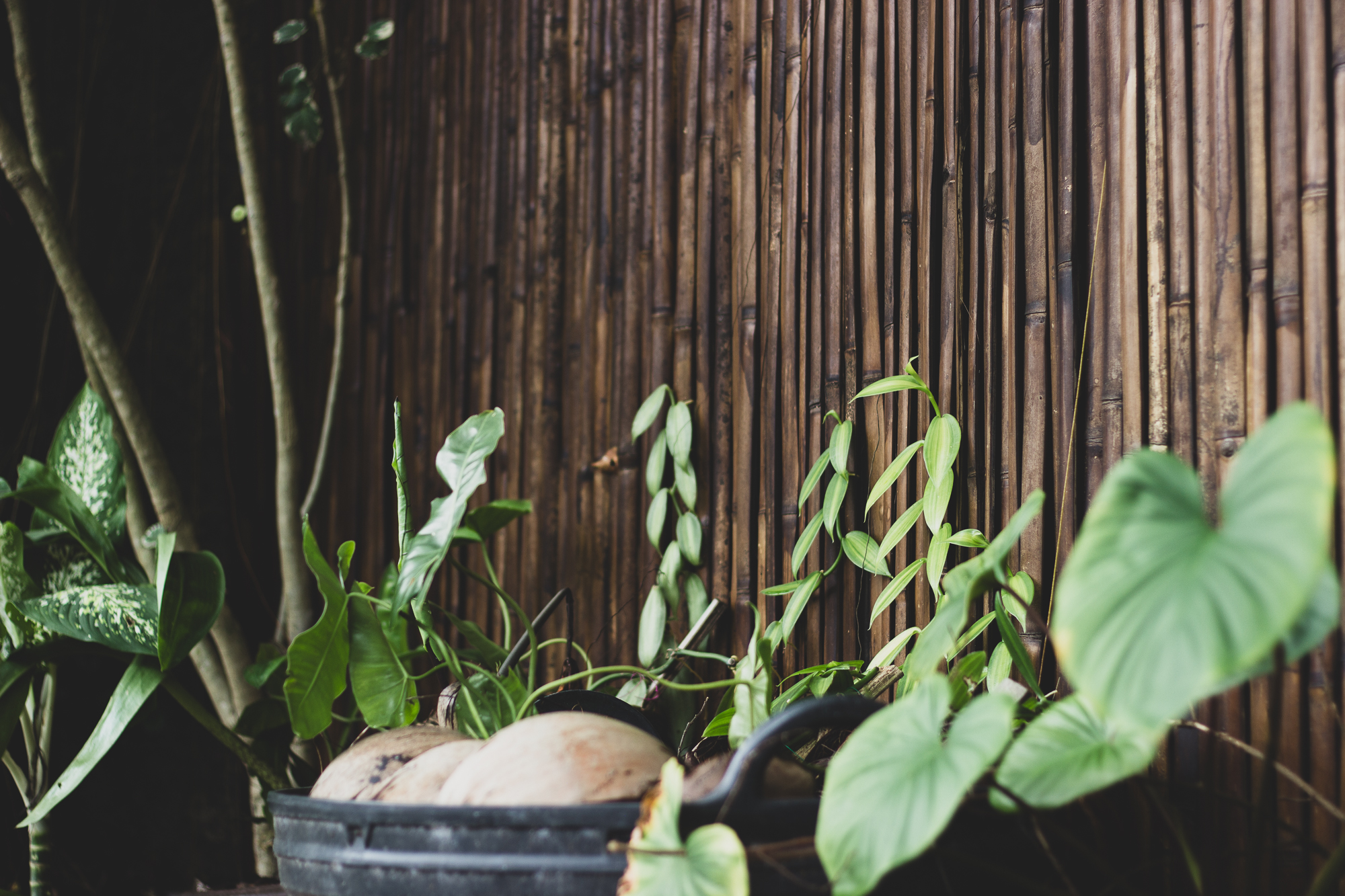 Coworking on Koh Tao sourrounded by nature