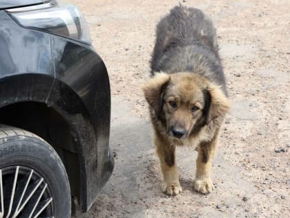 В Общественной палате Башкирии обсудили вопросы, связанные с безнадзорными животными