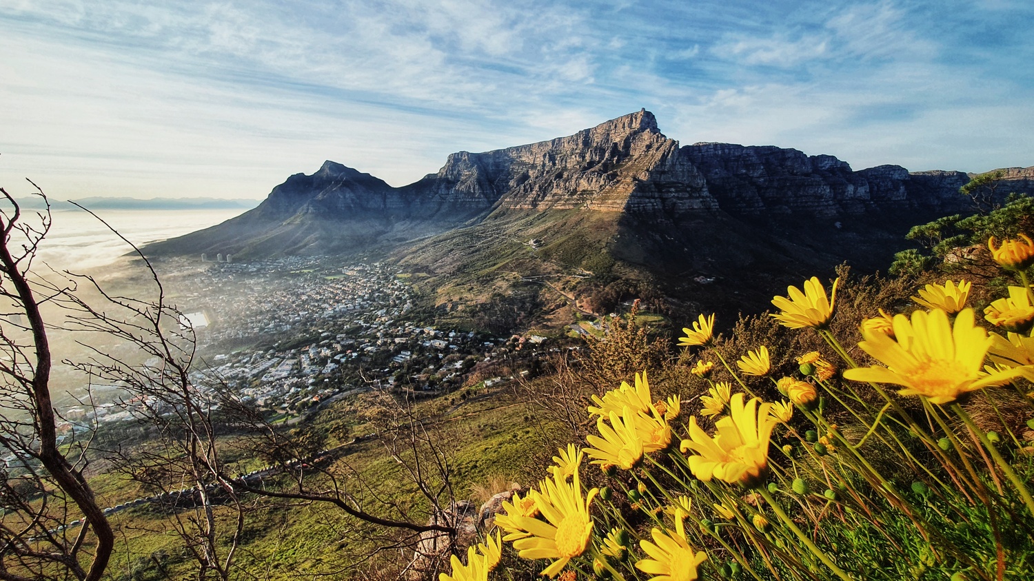 View of table mountain and flowers from lion's head