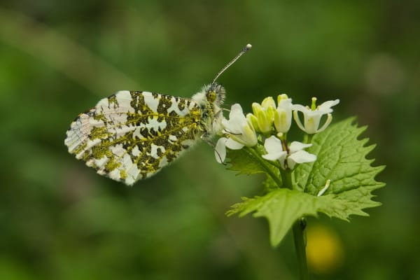 Zorzynek rzeżuchowiec