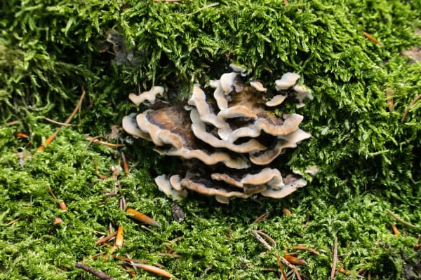 Szaroporka podpalana