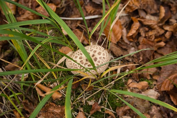 Muchomor cytrynowy