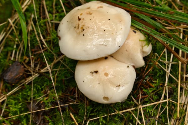 Wodnicha biała