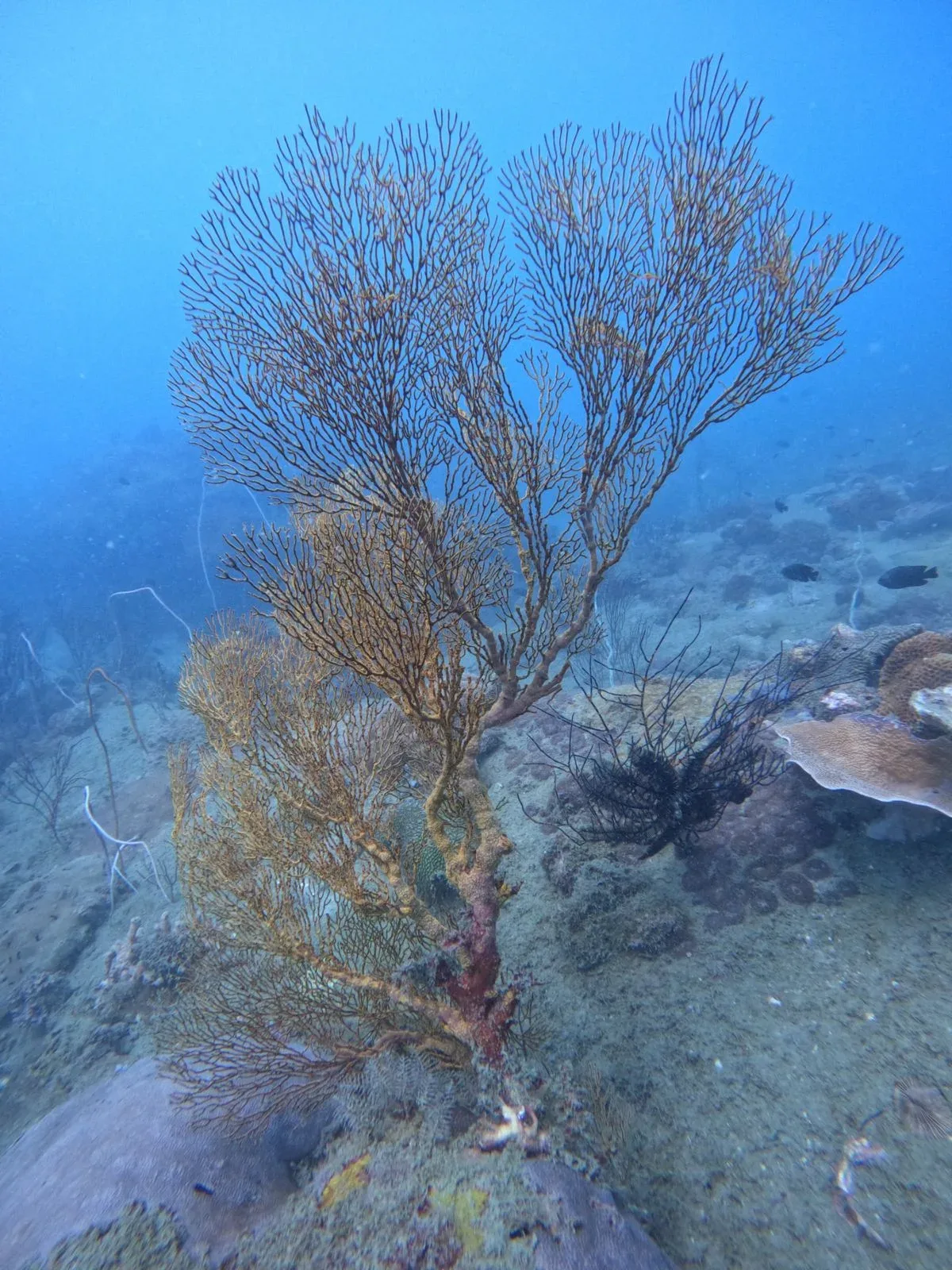 Scuba Diving Tour in South Phu Quoc