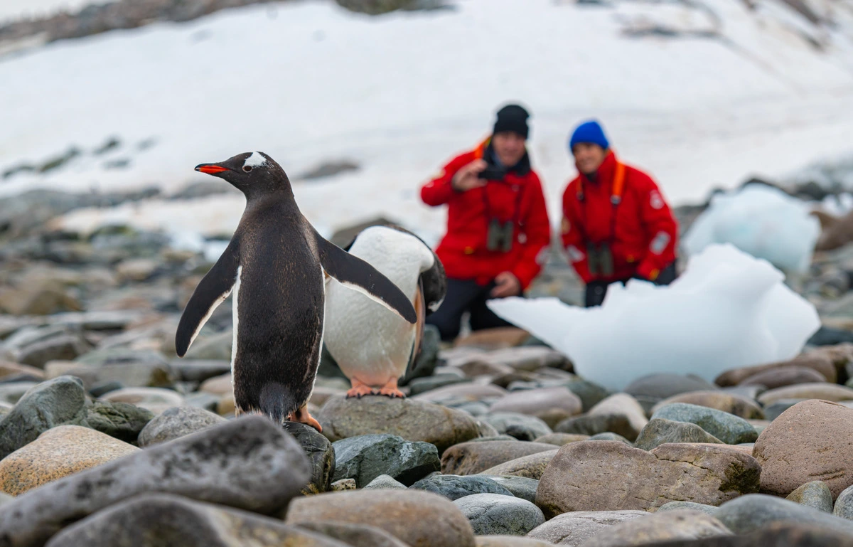 Viking Cruise Line Antarctica penguin.webp