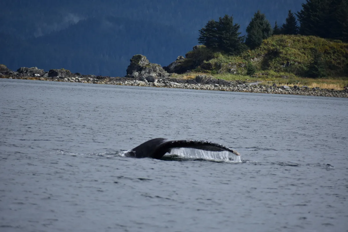 Disney Cruise Line alaska whale watching.webp