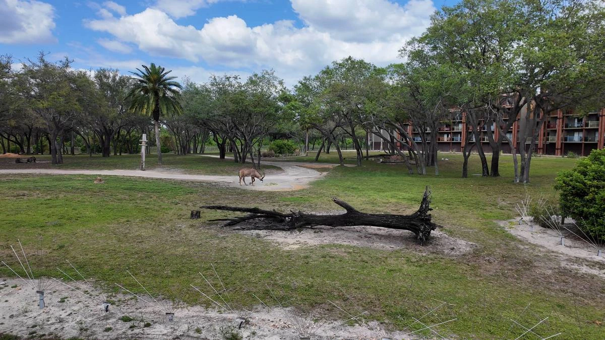 Animal Kingdom Lodge savanna.webp