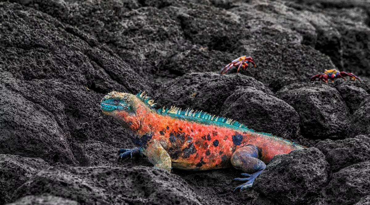 Silversea Cruises Galapagos Islands.webp