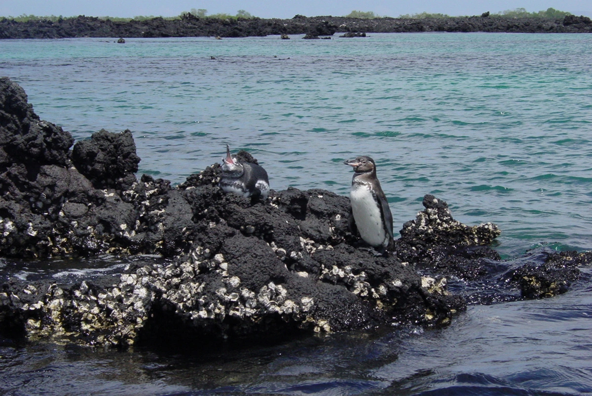 Avalon Waterways Galapagos.webp