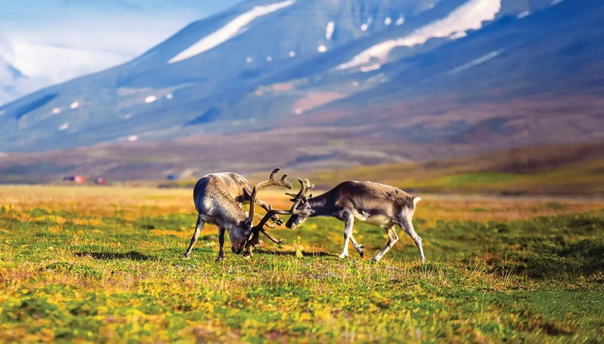 Atlas Ocean Voyages Arctic.webp