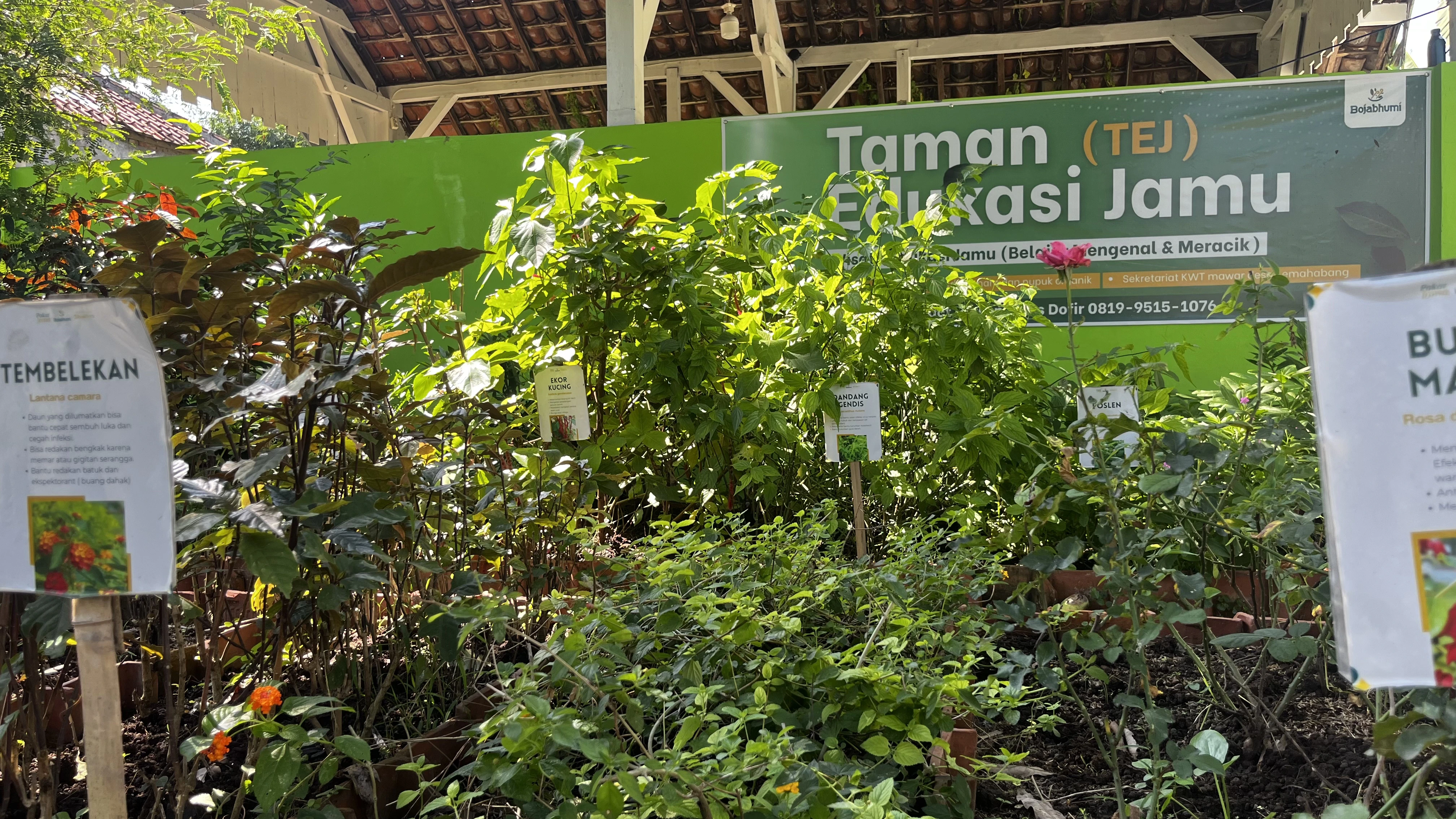 Tanaman sirih