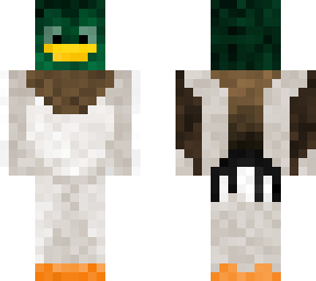 Mallard Colvert M