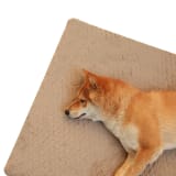 Warm Plush Pet Sponge Bedmat - Image 2