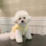 Solid-Color Warm Pet Clothes For Puppies - Image 4