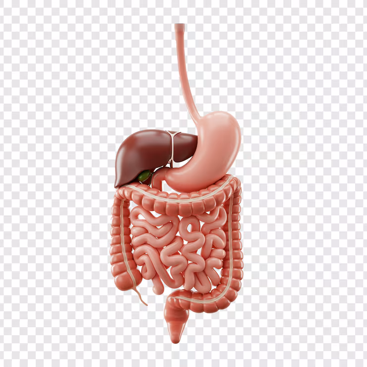 Digestive