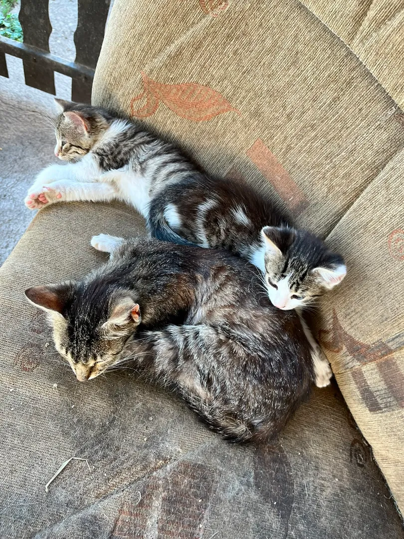 Cat #7