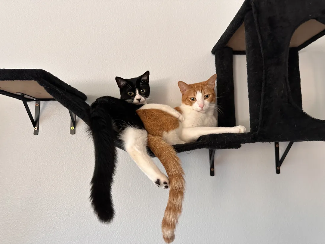 Cat #8