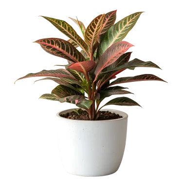 ZZ Plant