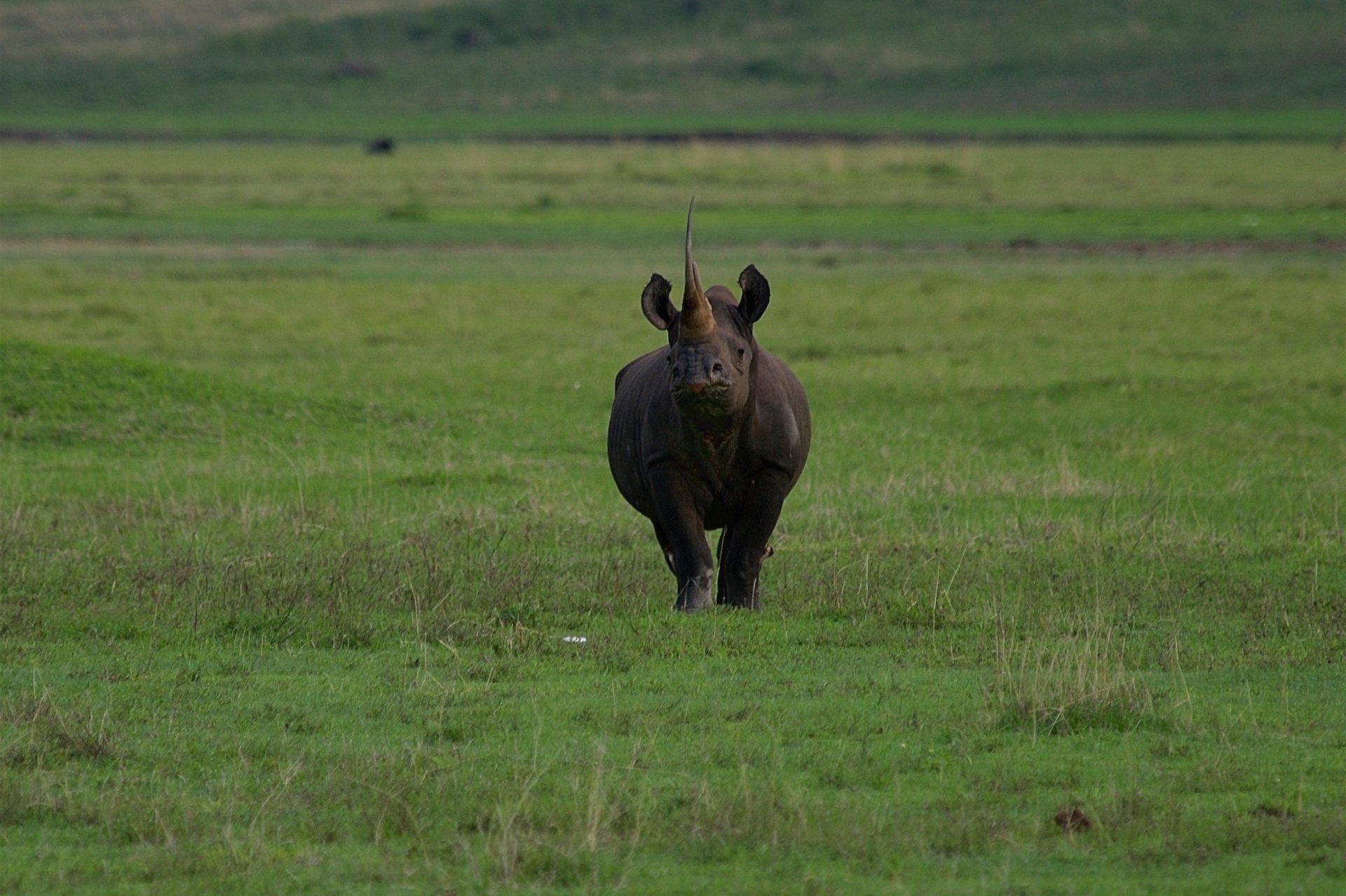 Aerial view of Ngorongoro Crater with wildlife